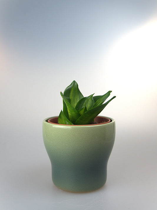 Sansevieria Hahnii Mould Mediopicta