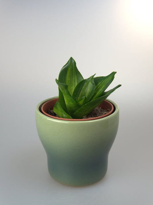 Sansevieria Hahnii Mould Mediopicta