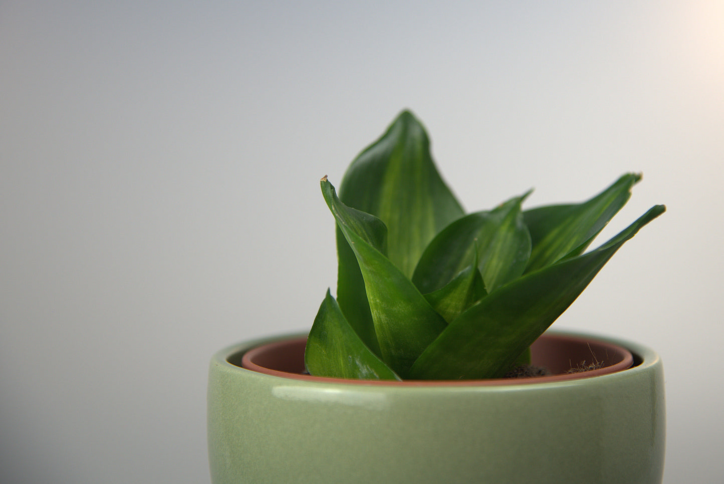 Sansevieria Hahnii Mould Mediopicta