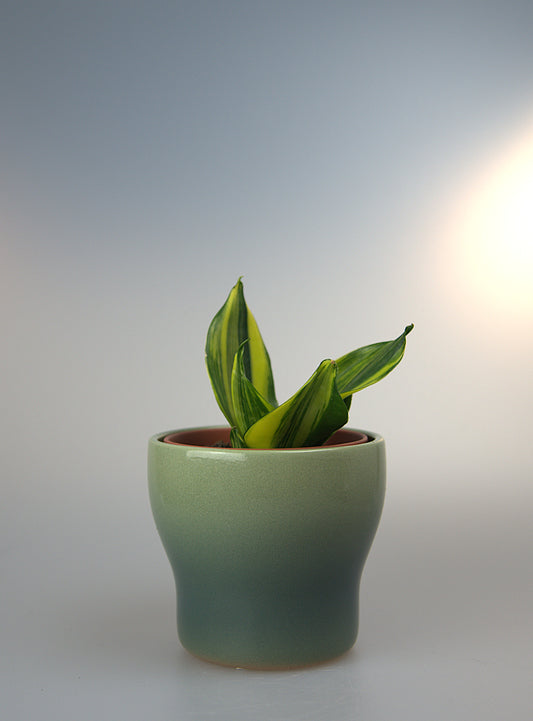 Sansevieria Hahnii Mould Variegated