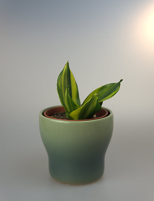 Sansevieria Hahnii Mould Variegated
