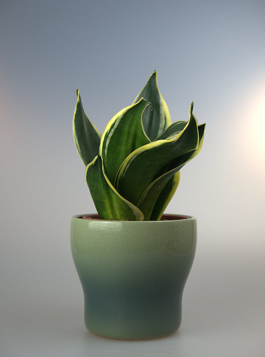Sansevieria Hahnii Jade Dwarf