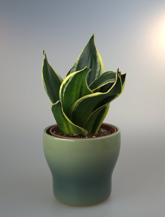 Sansevieria Hahnii Jade Dwarf