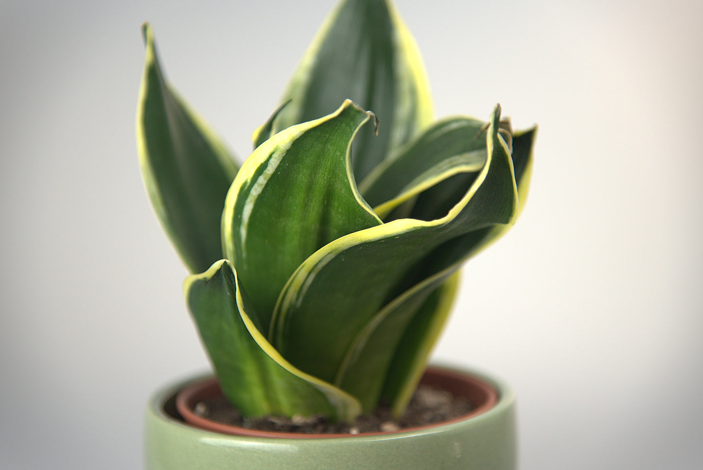Sansevieria Hahnii Jade Dwarf