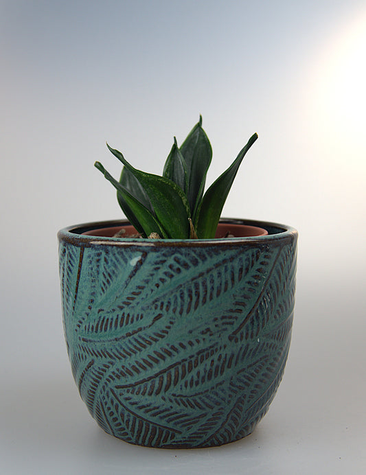Sansevieria Trifasciata Hahnii Loops Pride