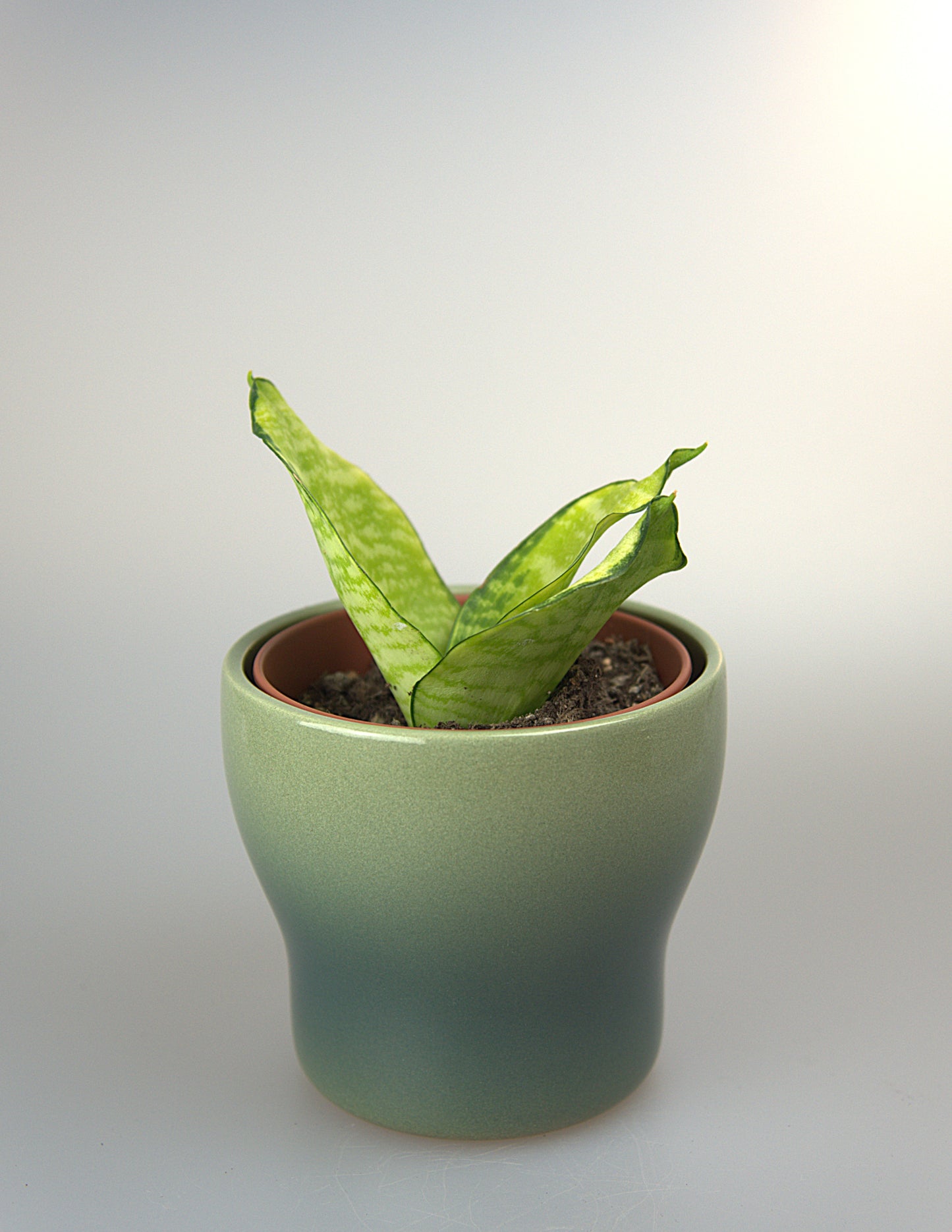 Sansevieria Hahnii Philippines