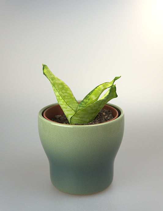 Sansevieria Hahnii Philippines