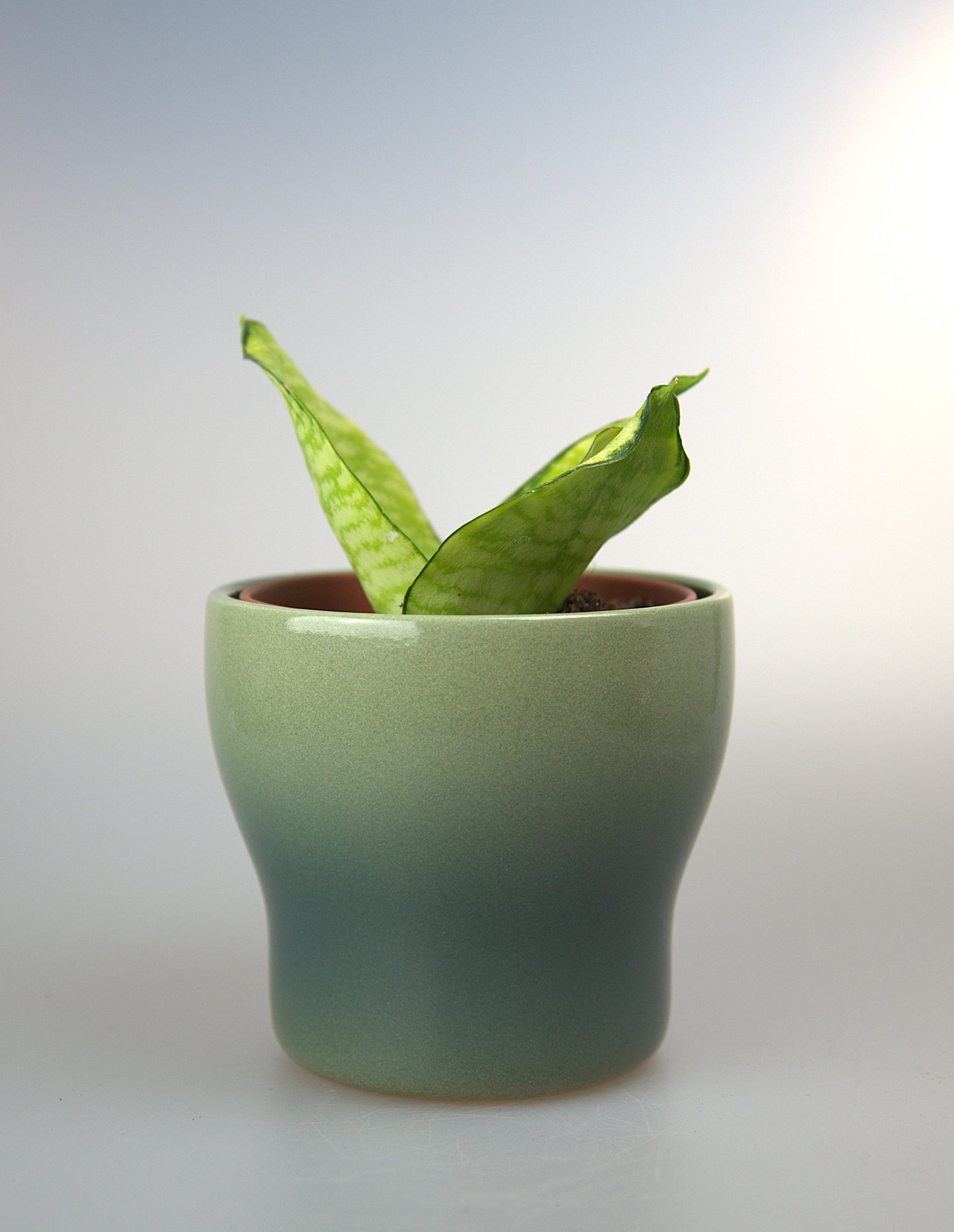 Sansevieria Hahnii Philippines