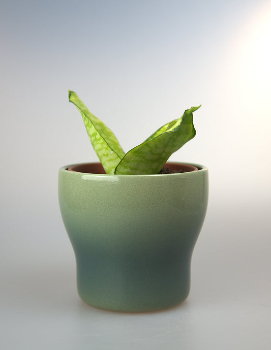 Sansevieria Hahnii Philippines