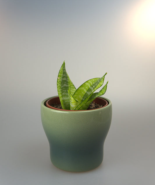 Sansevieria Hahnii Philippines Gold