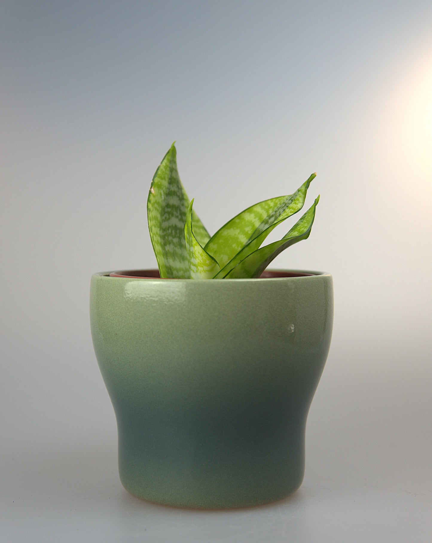 Sansevieria Hahnii Philippines Gold