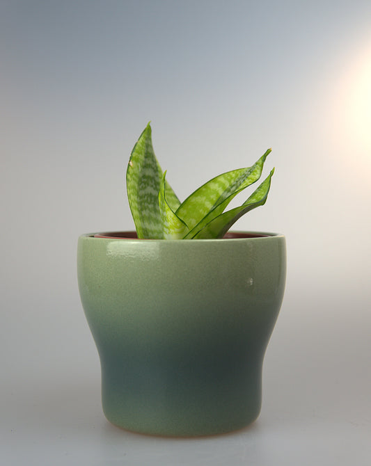 Sansevieria Hahnii Philippines Gold