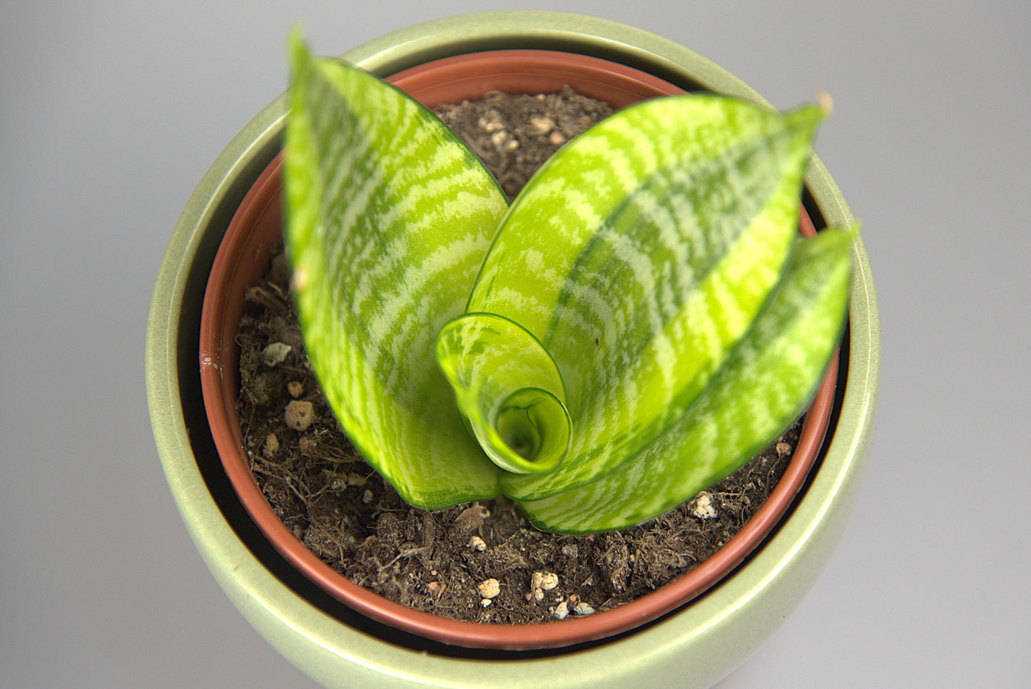 Sansevieria Hahnii Philippines Gold
