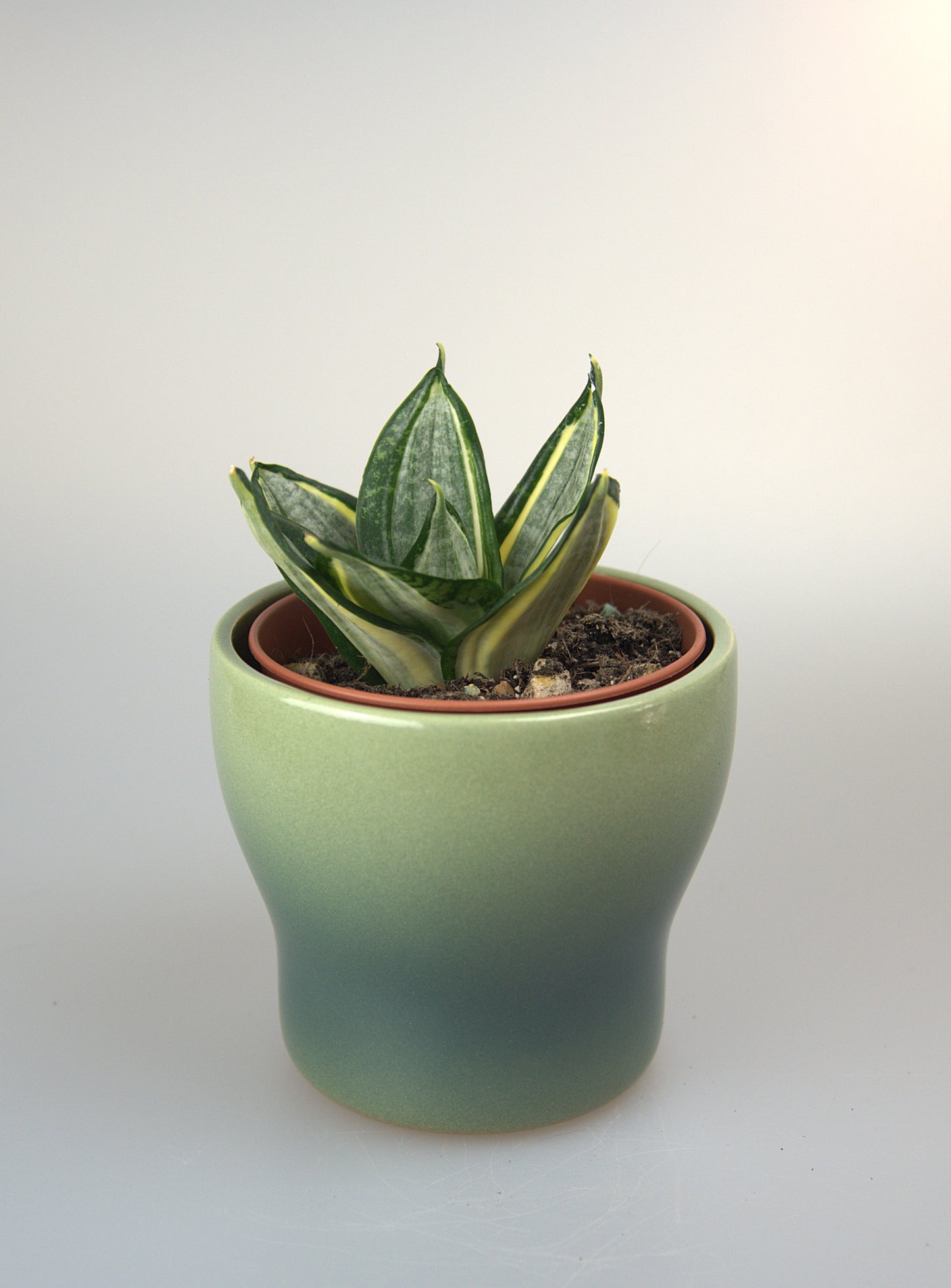 Sansevieria Hahnii Zebra