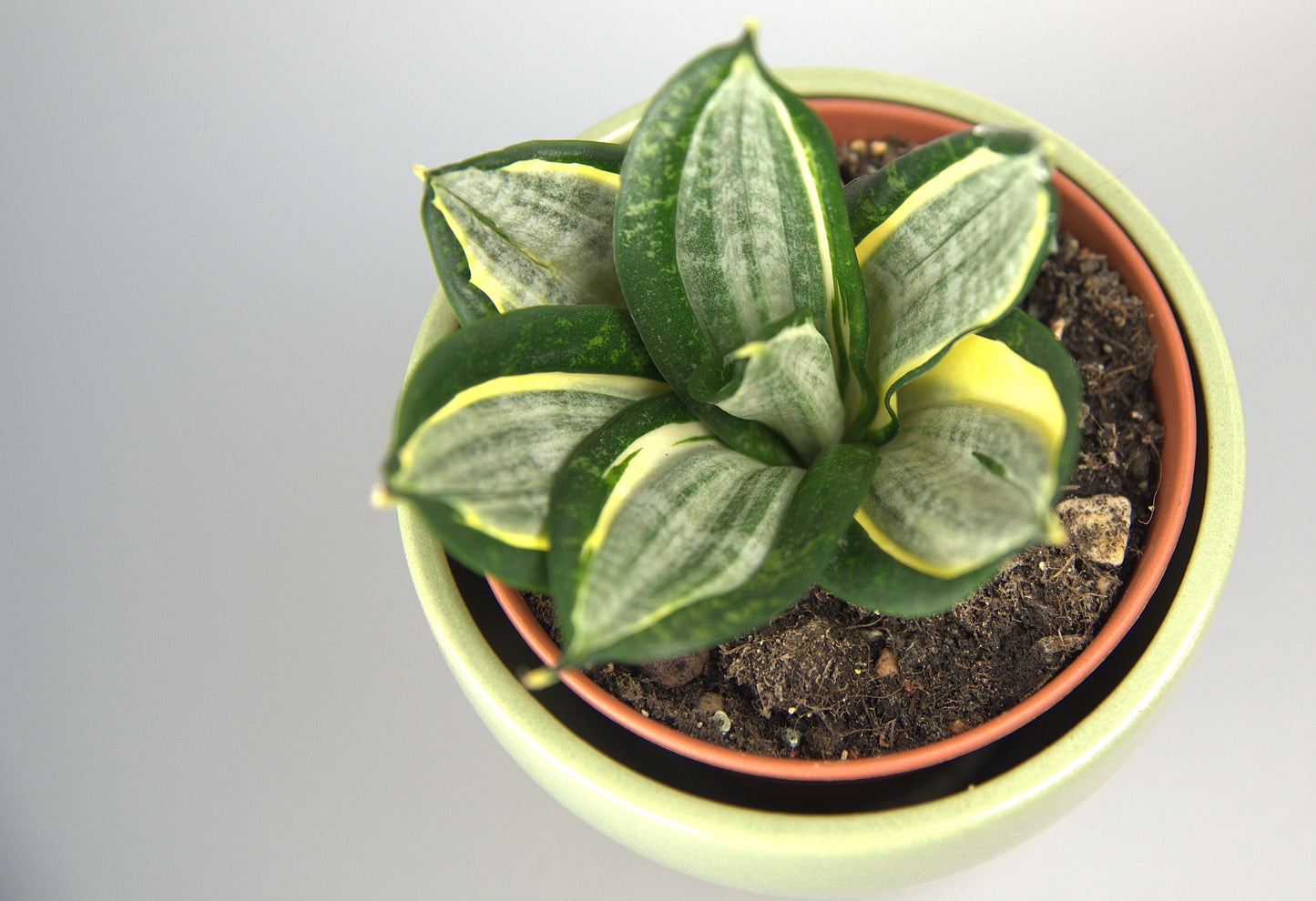 Sansevieria Hahnii Zebra