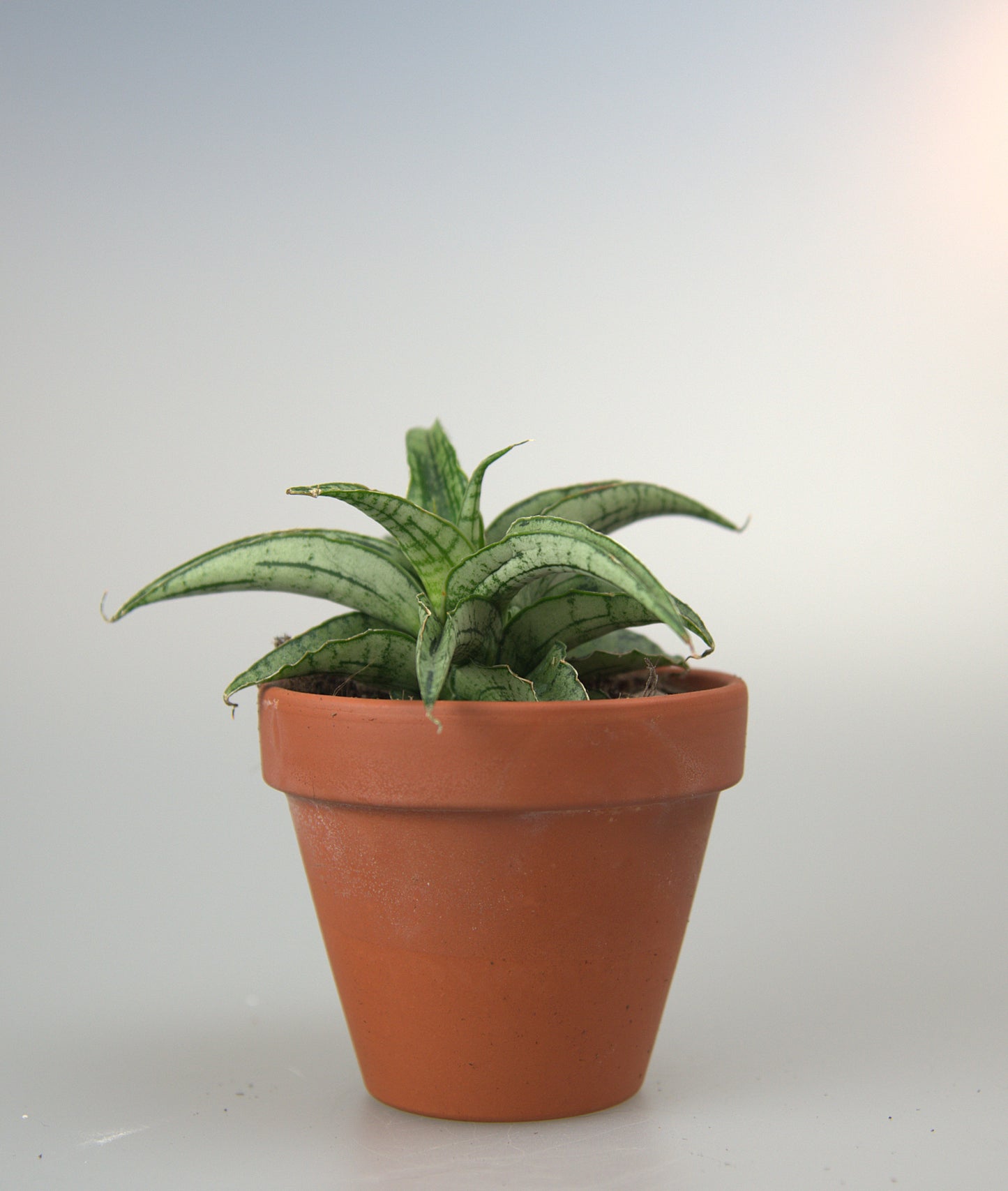 Sansevieria Hybrid Bianca