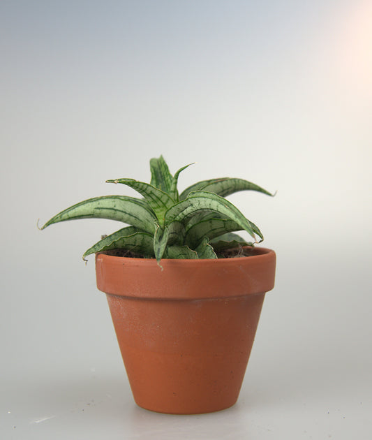Sansevieria Hybrid Bianca
