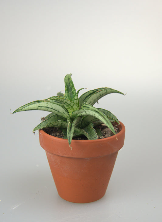 Sansevieria Hybrid Bianca