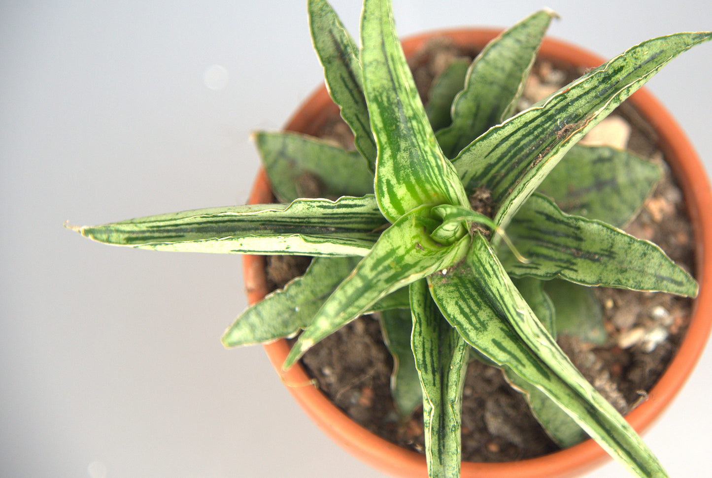 Sansevieria Hybrid Bianca
