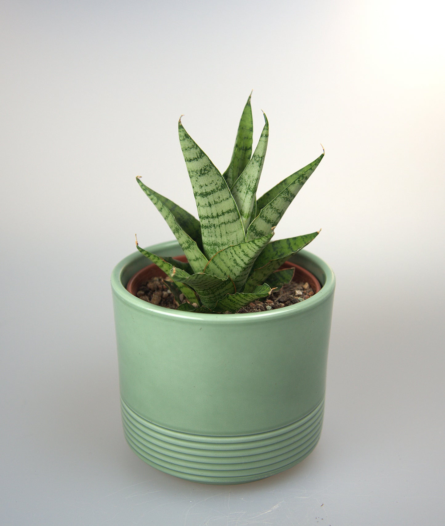 Sansevieria Hybrid Galaxi
