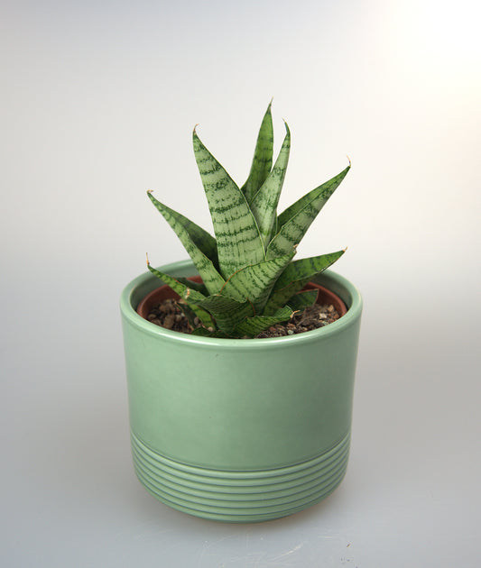 Sansevieria Hybrid Galaxi