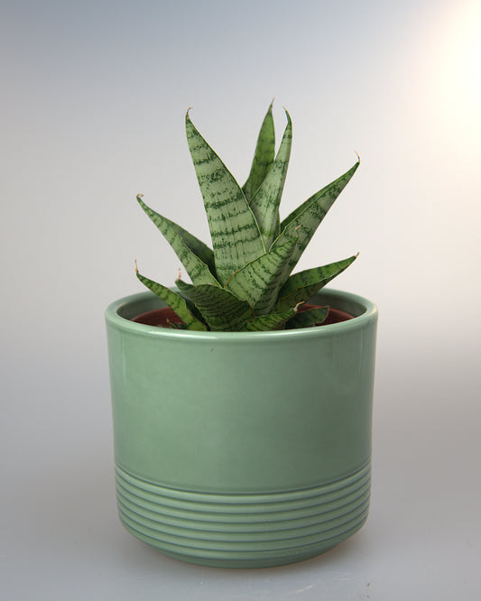 Sansevieria Hybrid Galaxi