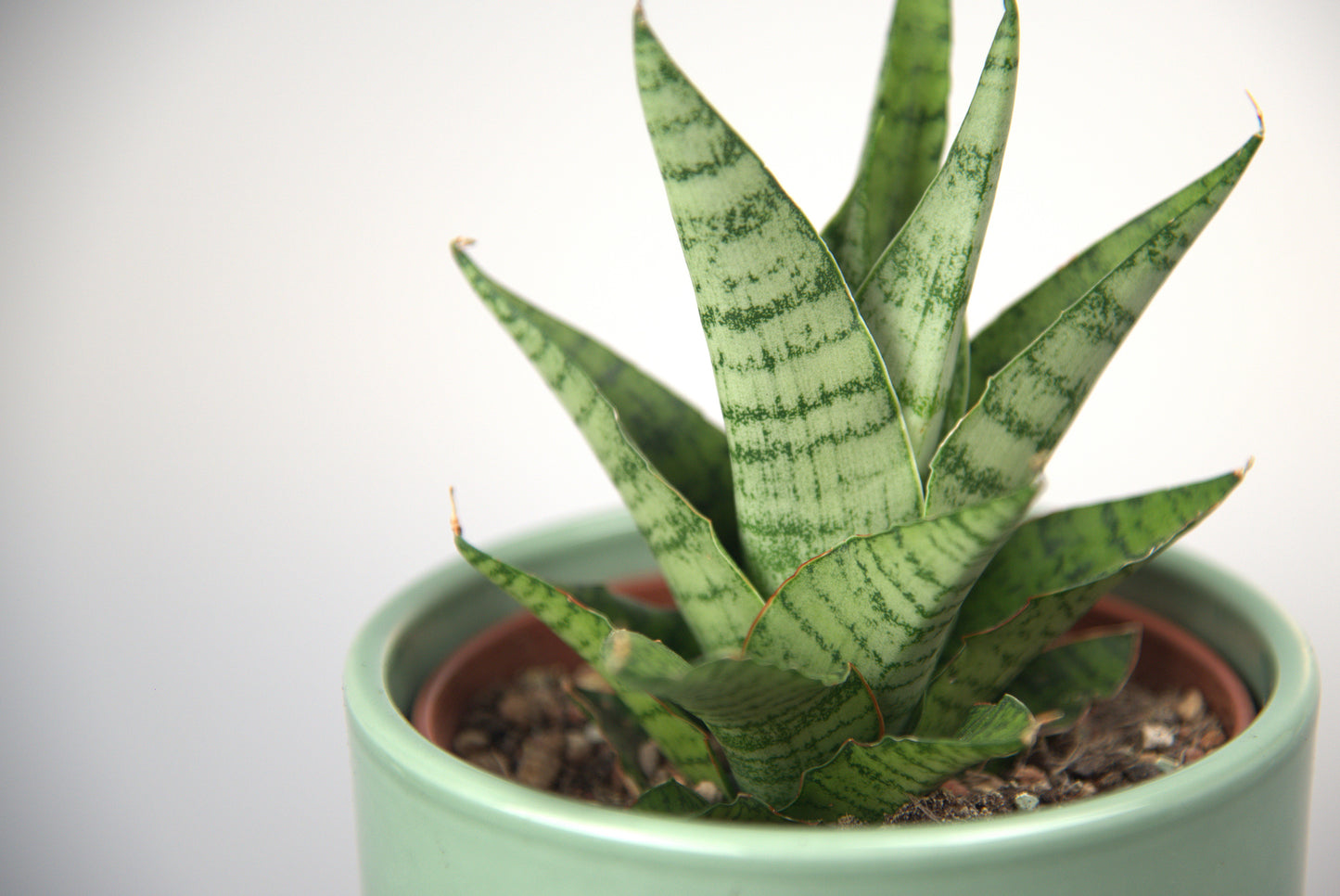 Sansevieria Hybrid Galaxi