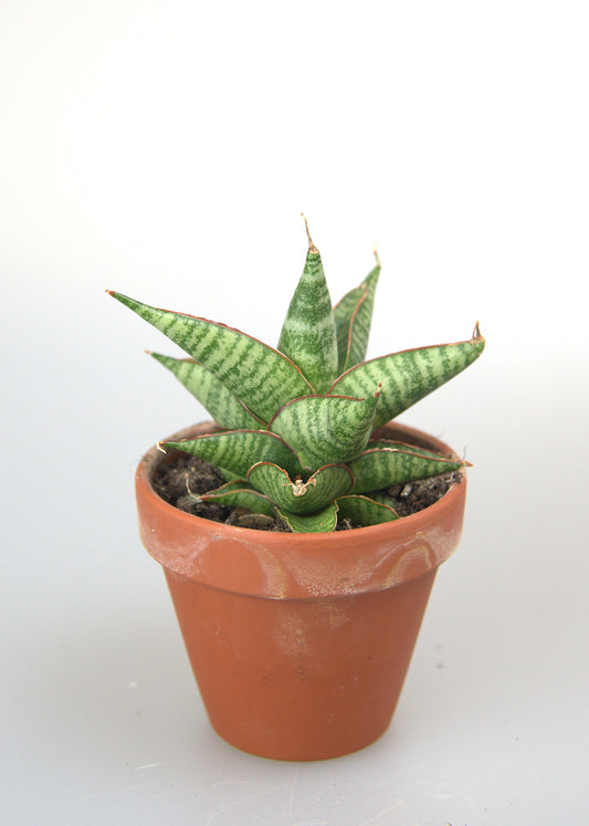 Sansevieria Hybrid Ghuto