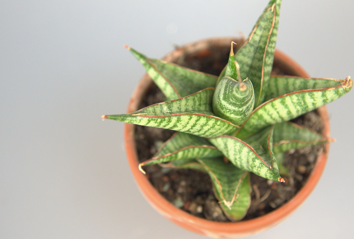 Sansevieria Hybrid Ghuto