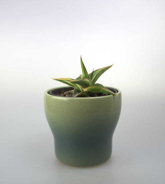 Sansevieria Hybrid Lawang