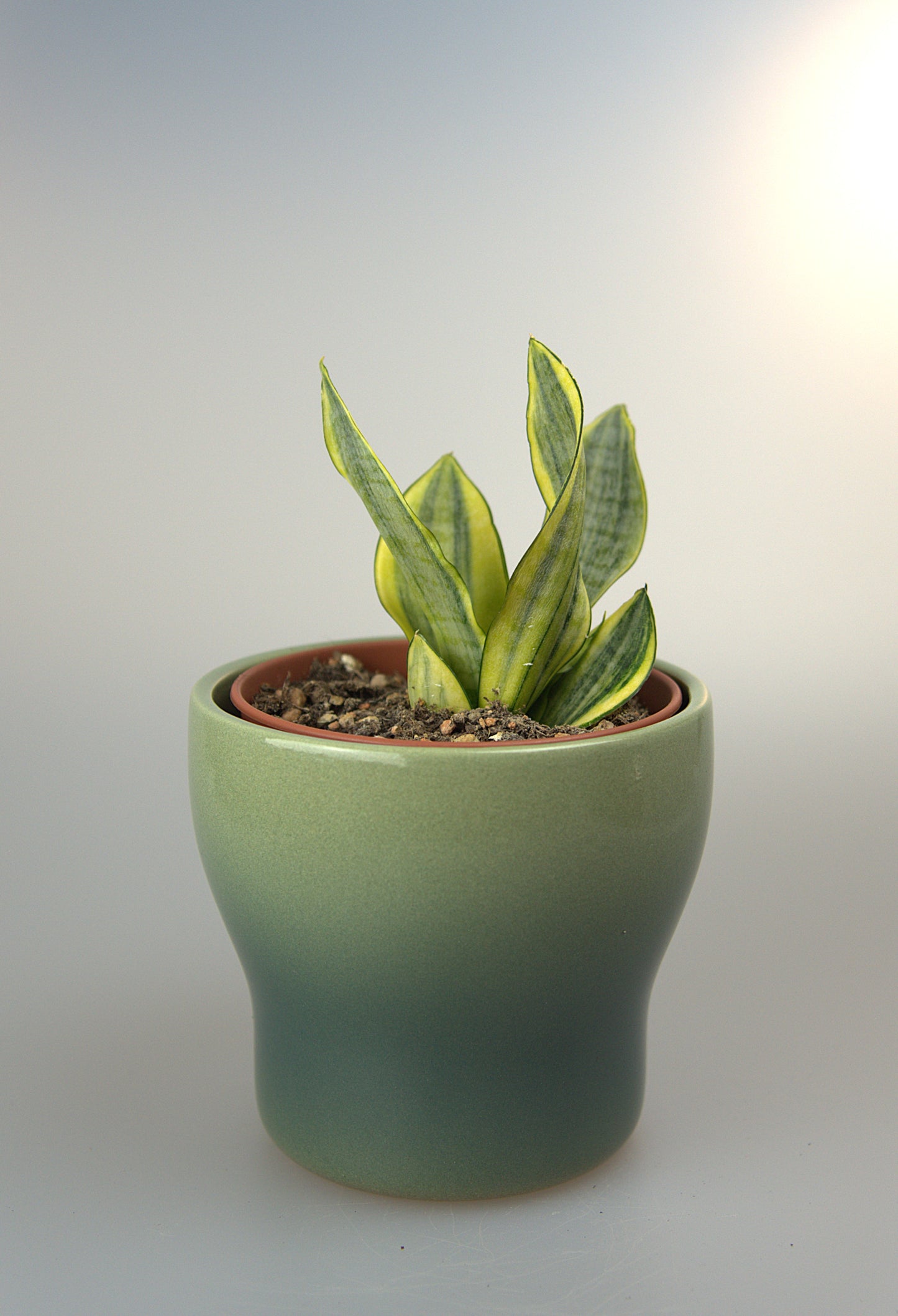 Sansevieria Hybrid Marga Variegated