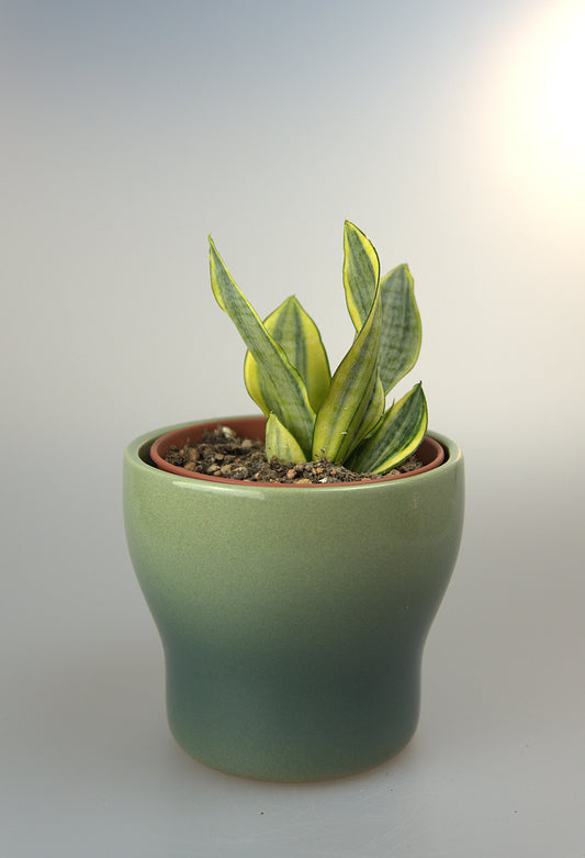 Sansevieria Hybrid Marga Variegated