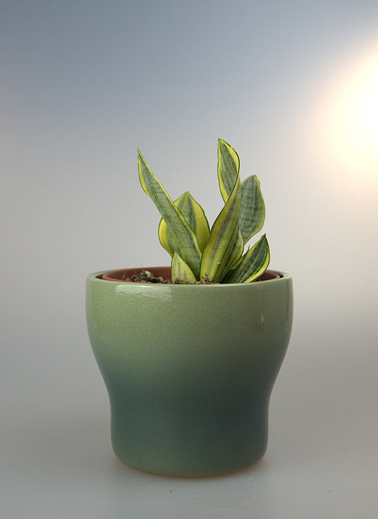 Sansevieria Hybrid Marga Variegated