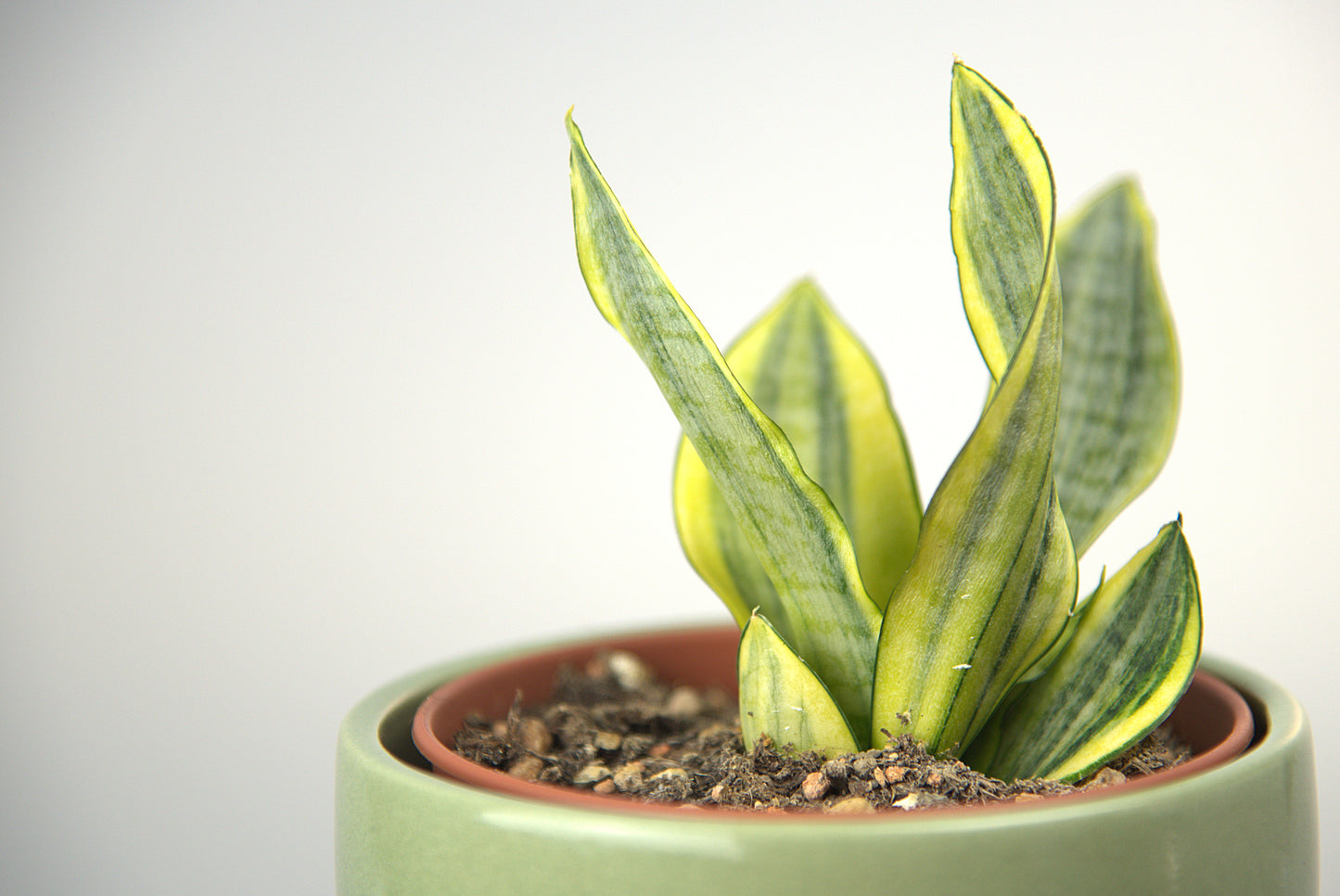 Sansevieria Hybrid Marga Variegated