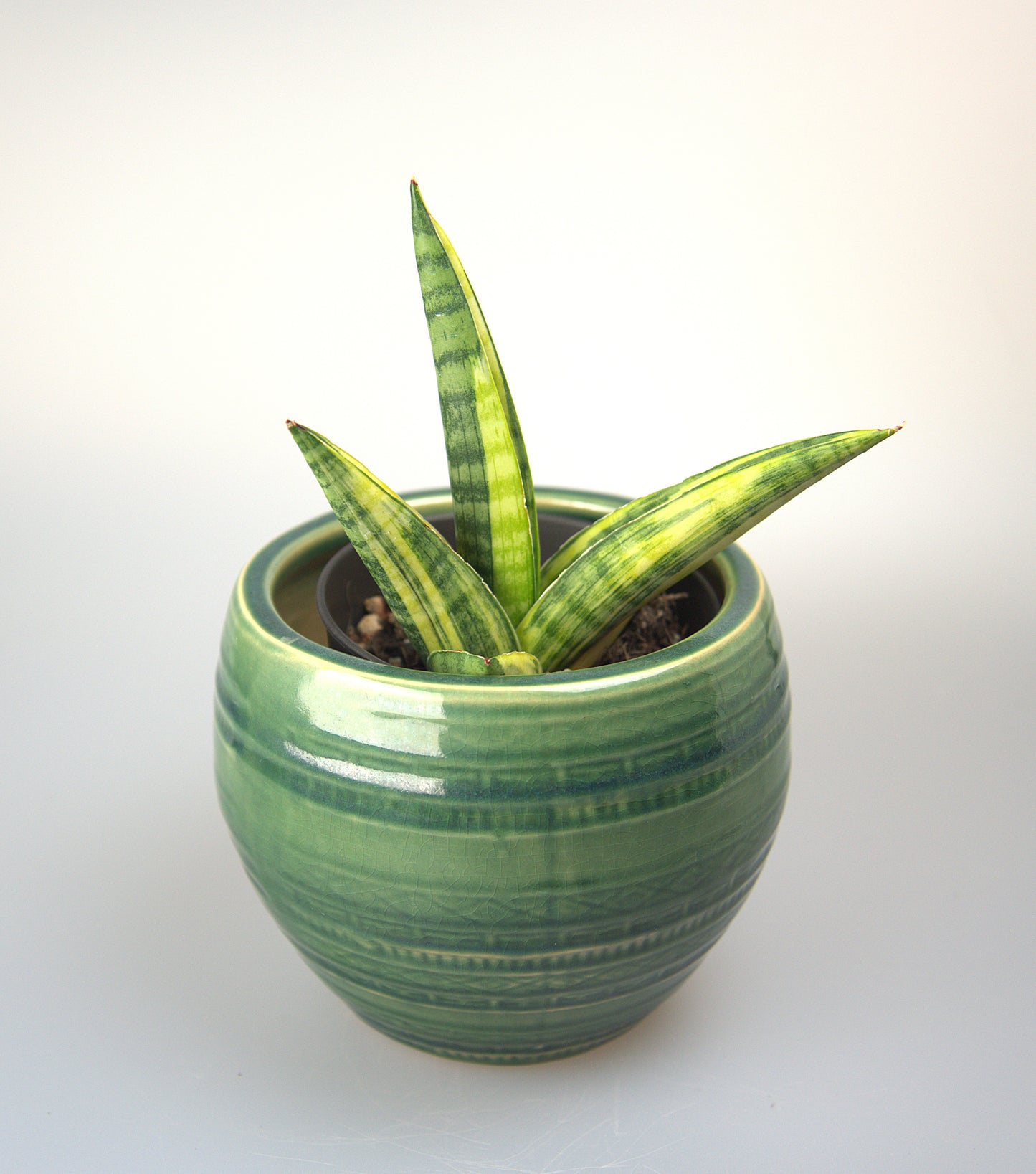 Sansevieria Hybrid Marsha Anjani