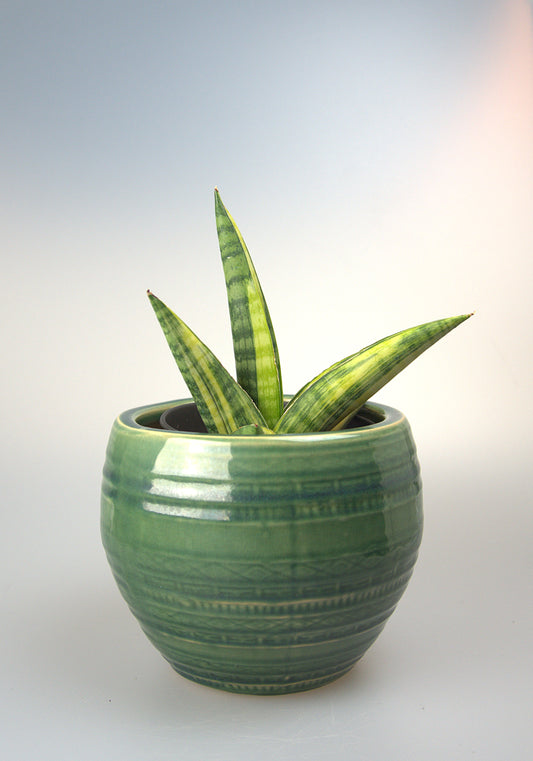 Sansevieria Hybrid Marsha Anjani