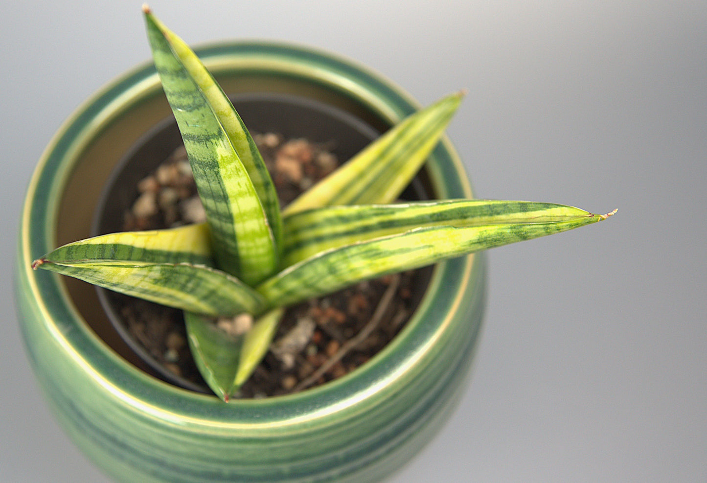 Sansevieria Hybrid Marsha Anjani
