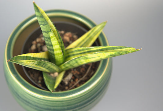 Sansevieria Hybrid Marsha Anjani