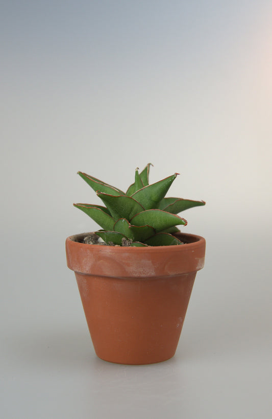 Sansevieria Hybrid Maya