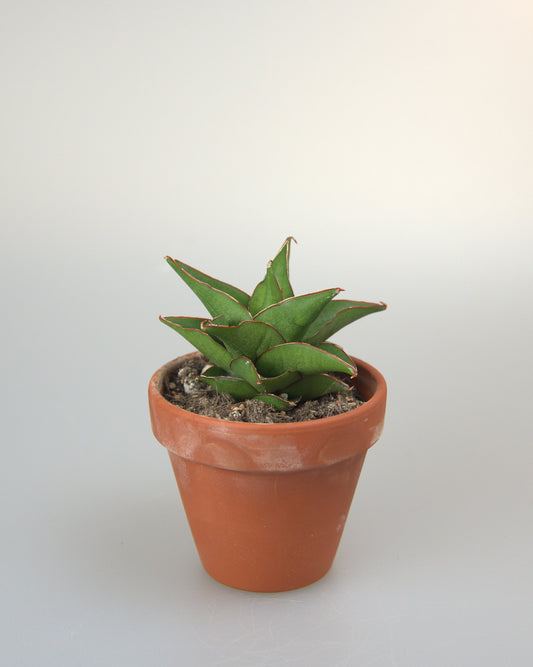 Sansevieria Hybrid Maya