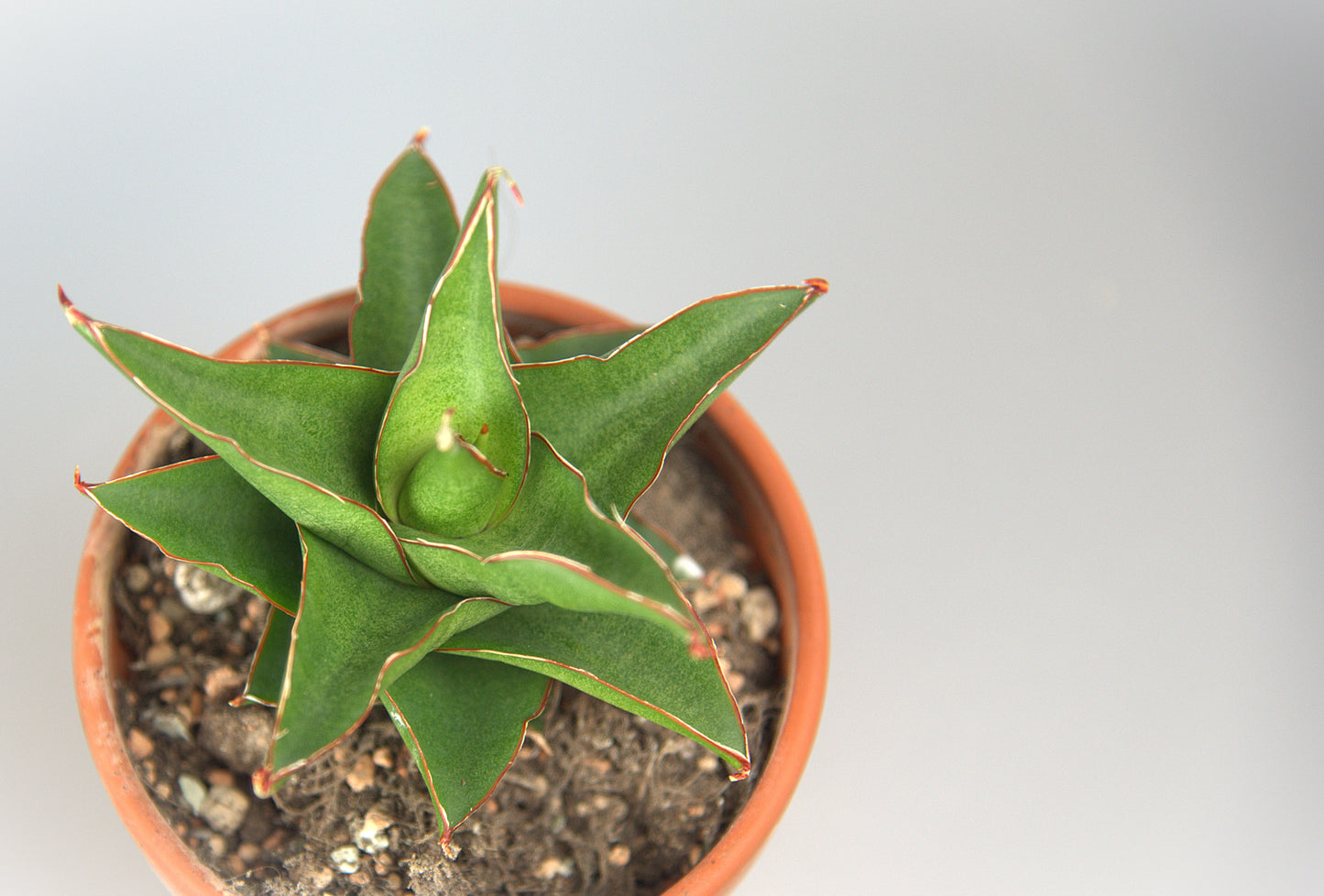 Sansevieria Hybrid Maya