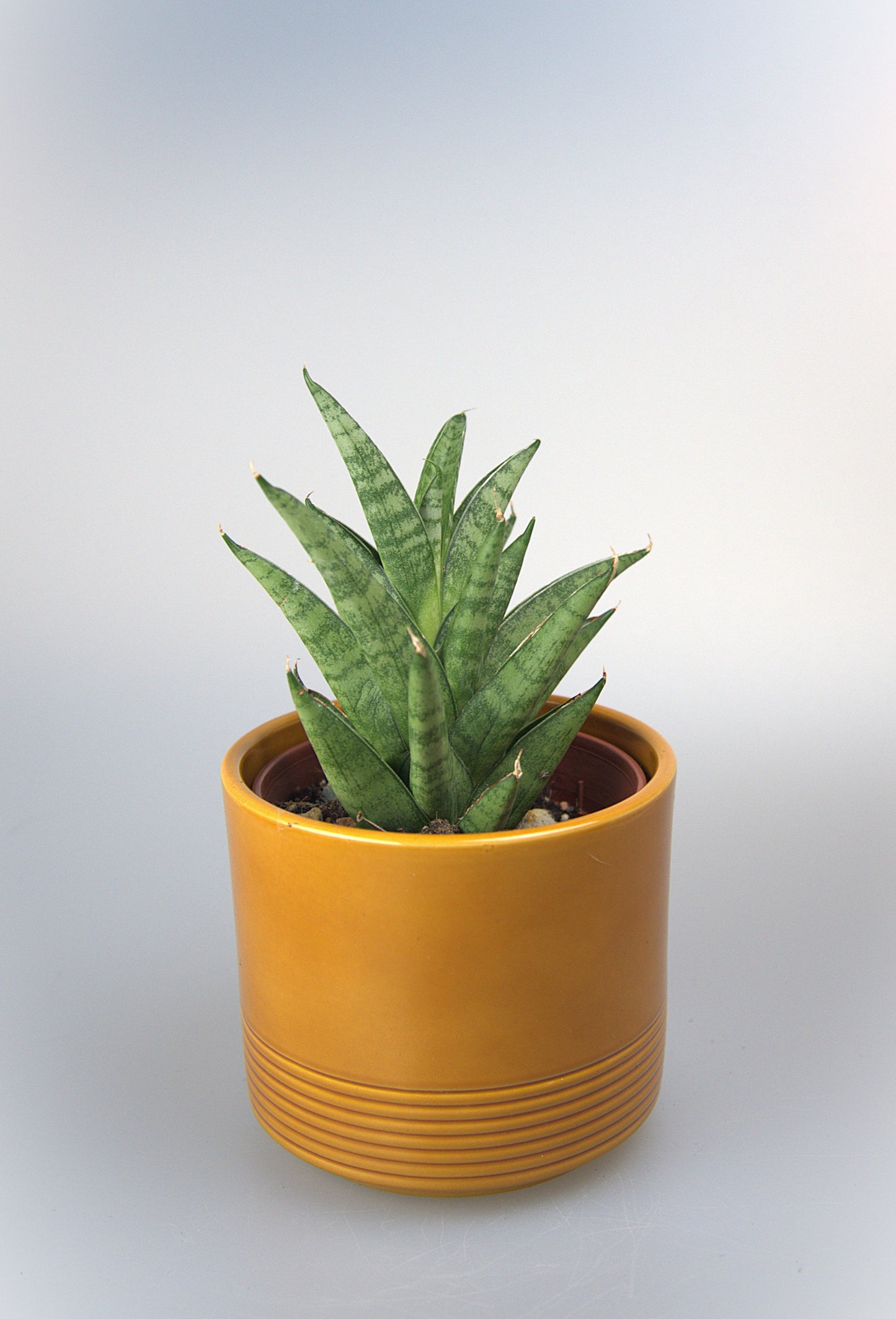 Sansevieria Hybrid Pagoda