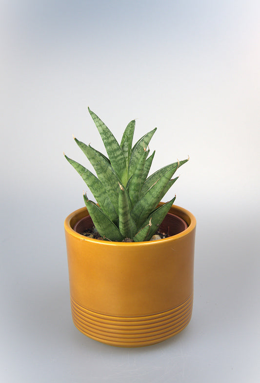 Sansevieria Hybrid Pagoda