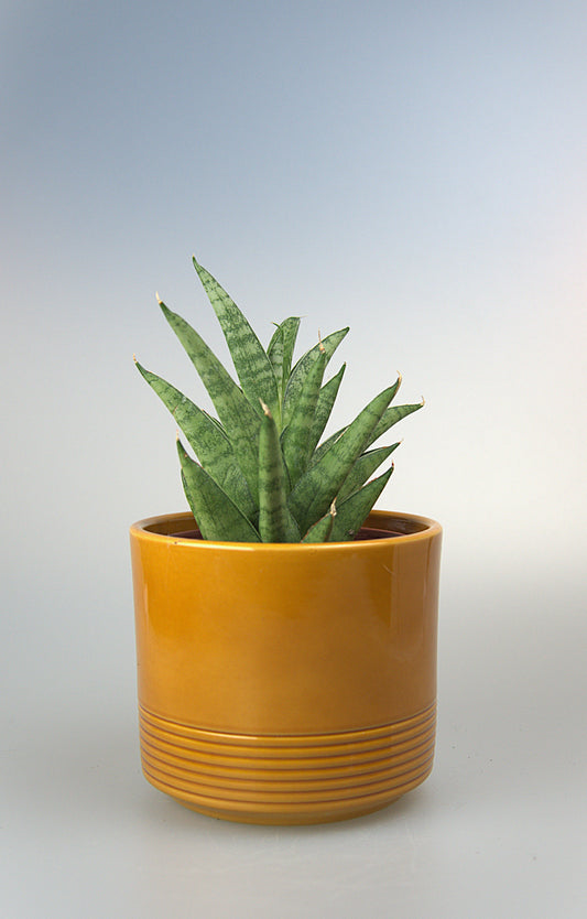 Sansevieria Hybrid Pagoda