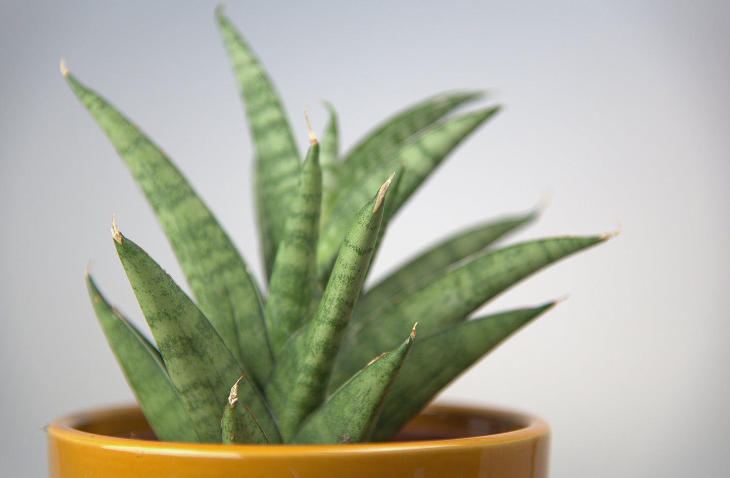 Sansevieria Hybrid Pagoda