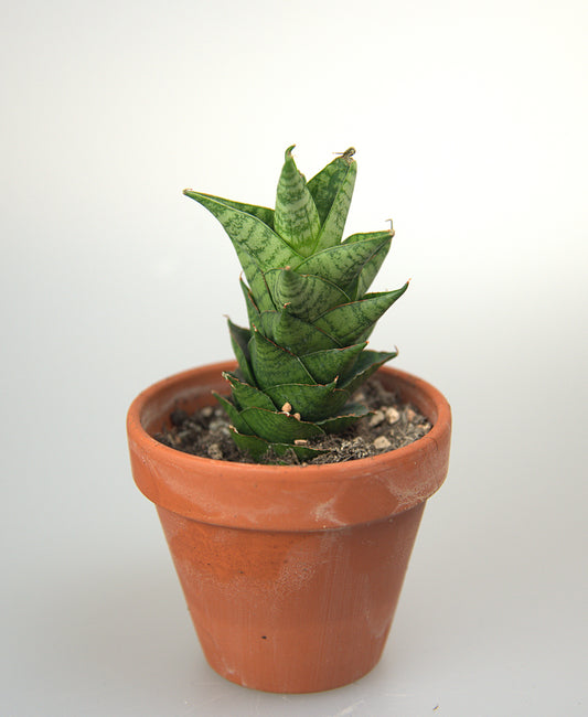 Sansevieria Hybrid Win Win
