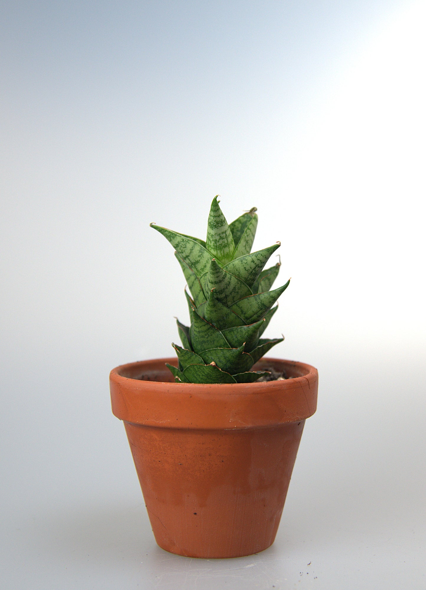 Sansevieria Hybrid Win Win