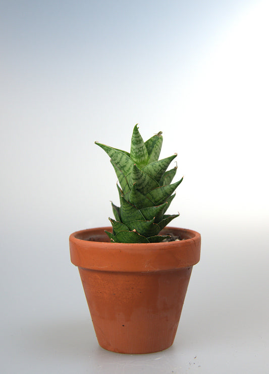 Sansevieria Hybrid Win Win
