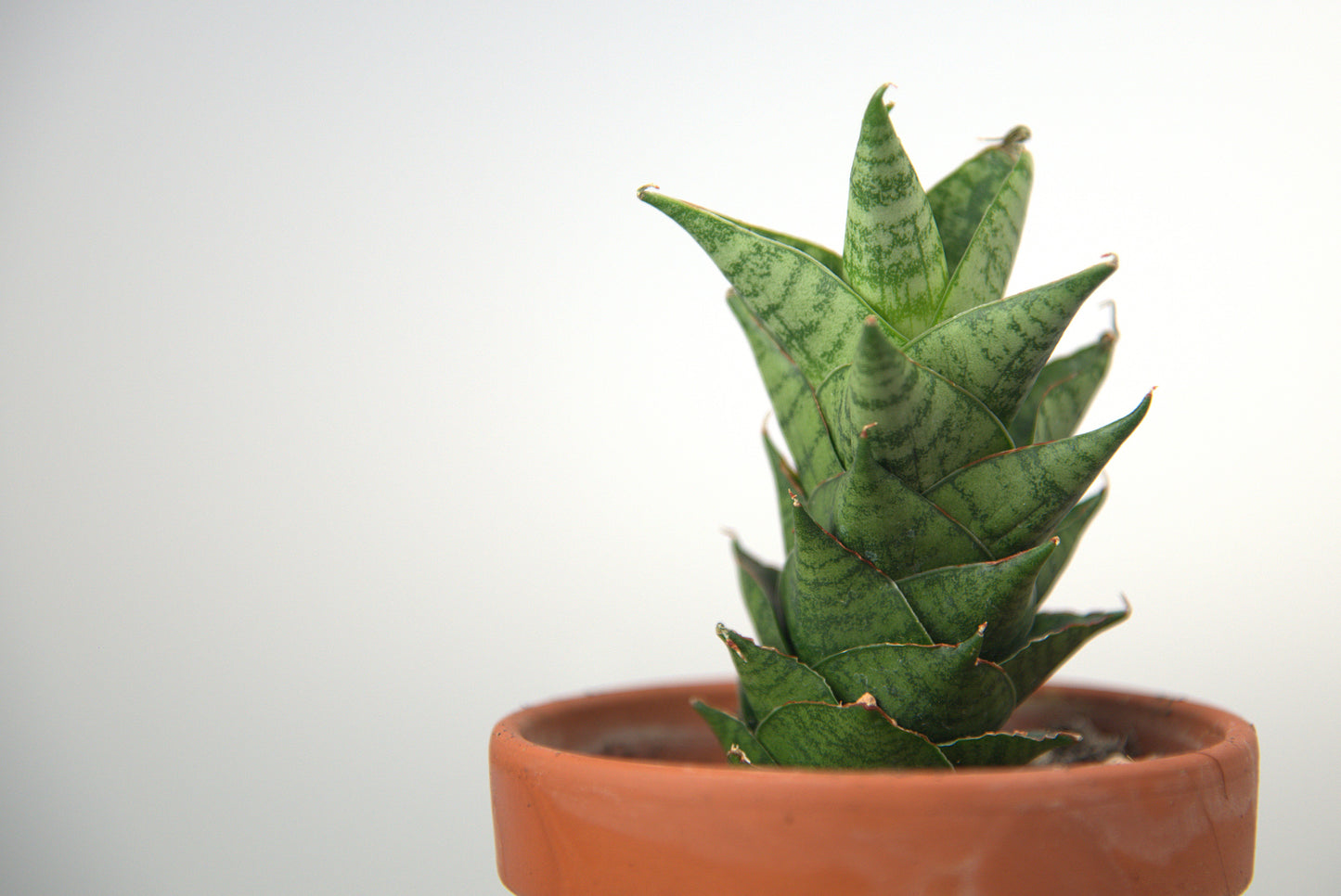 Sansevieria Hybrid Win Win