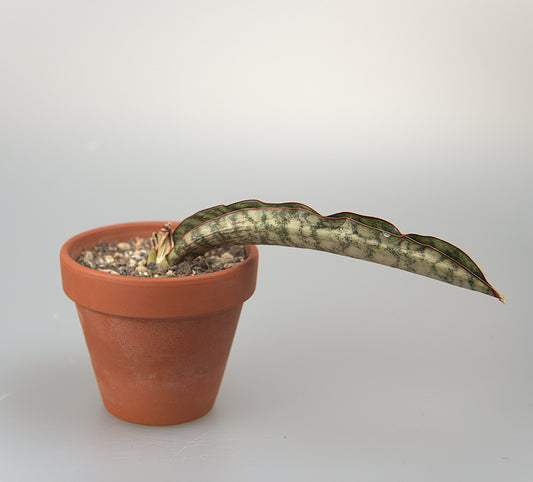 Sansevieria Kirkii Eleanor